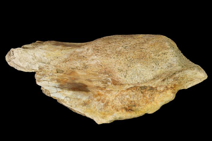 Permian Amphibian Fossil Bone - Texas #153746
